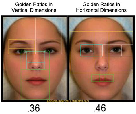 what is the golden ratio in humans